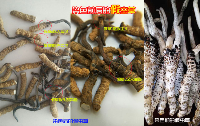 假蟲草亞香棒斷草圖片