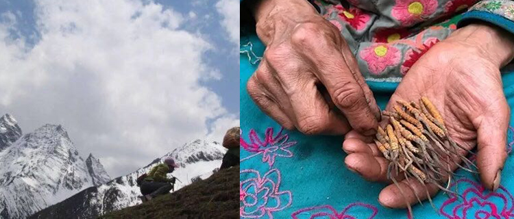 阿壩蟲(chóng)草圖片