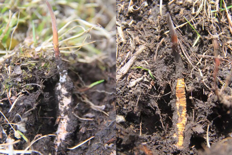 新鮮冬蟲夏草圖片