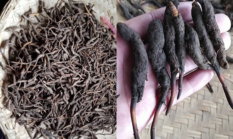 阿壩新鮮蟲草圖片