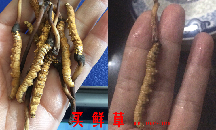 新鮮蟲草洗凈后生吃