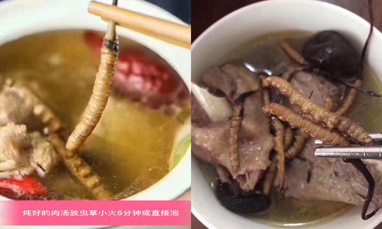 新鮮蟲草燉肉湯