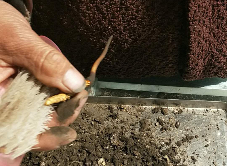 藏族姑娘冬蟲夏草刷土的圖片