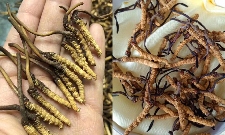 青海祁連山蟲草圖片