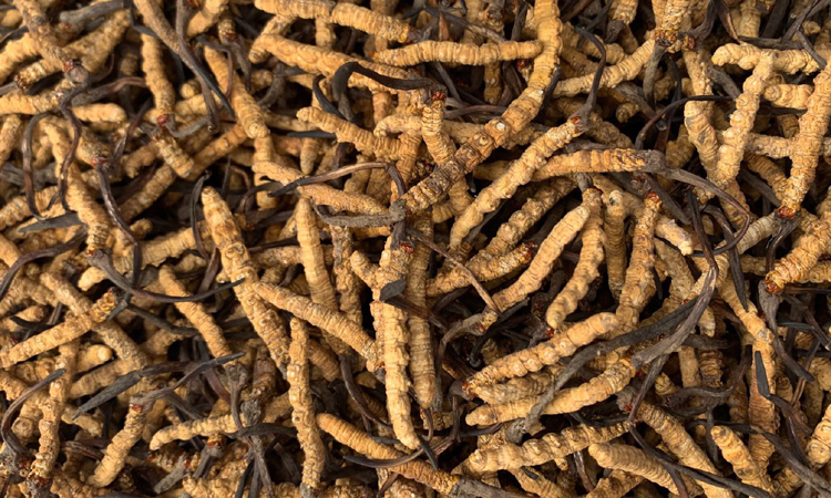 高品質(zhì)林芝蟲草圖片