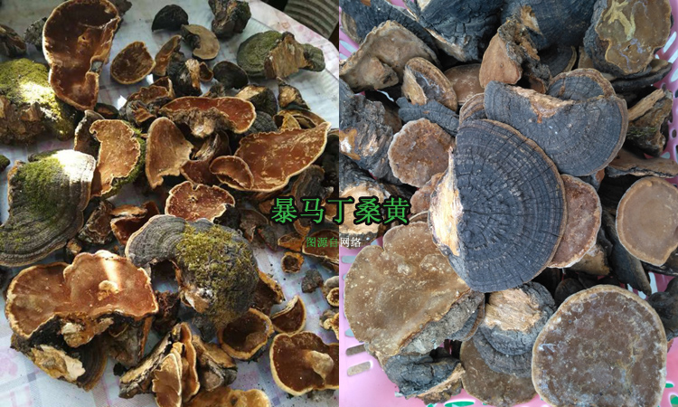 暴馬丁香樹桑黃圖片