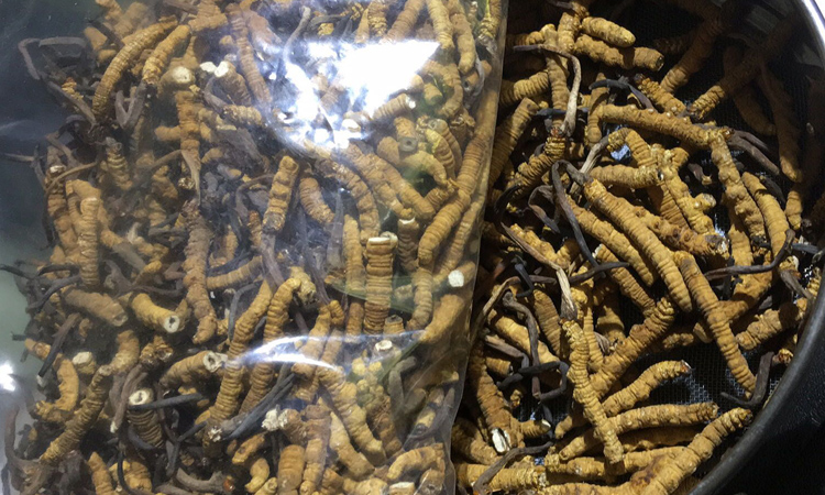 冬蟲夏草斷草圖片