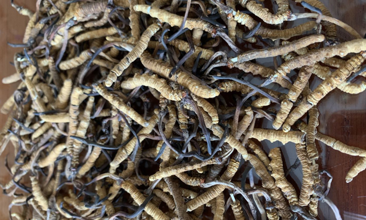 串著竹簽的冬蟲夏草斷草圖片