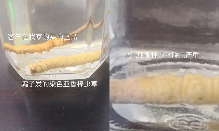 冬蟲夏草和亞香棒蟲草比較圖片