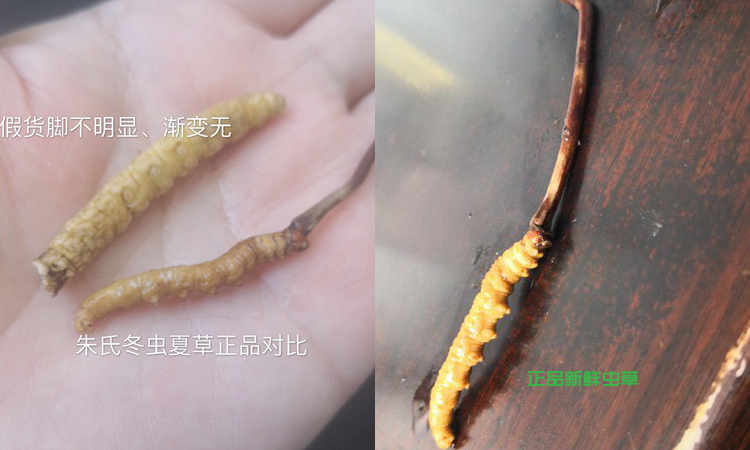 亞香棒蟲草和冬蟲夏草區(qū)別圖片