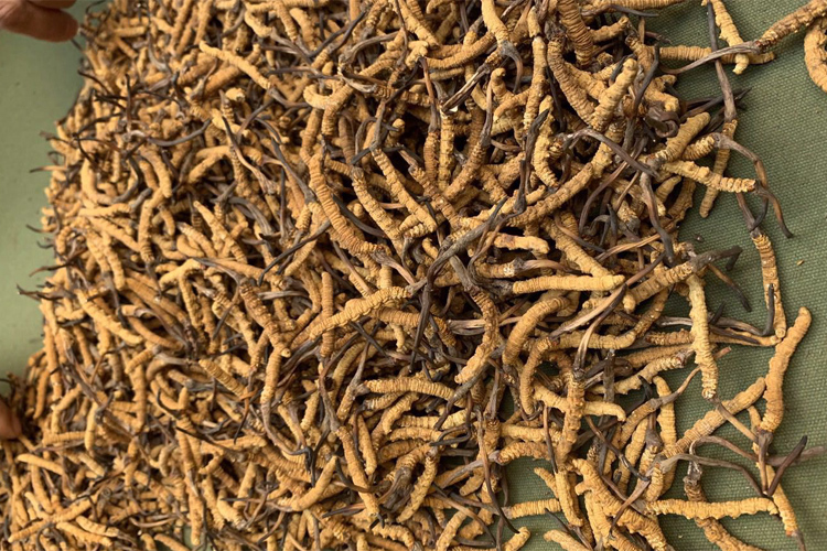 青海玉樹市哈秀鄉冬蟲夏草圖片