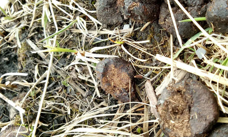 牛糞下的蟲(chóng)草葉子圖片