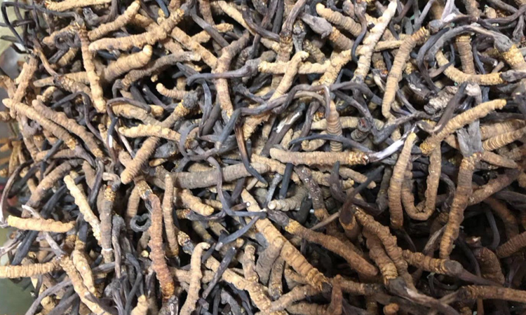 蟲草顏色發黑圖片