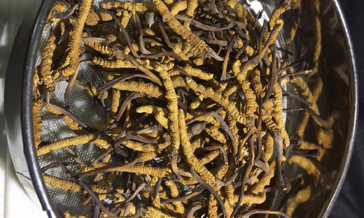 稱多縣蟲草圖片