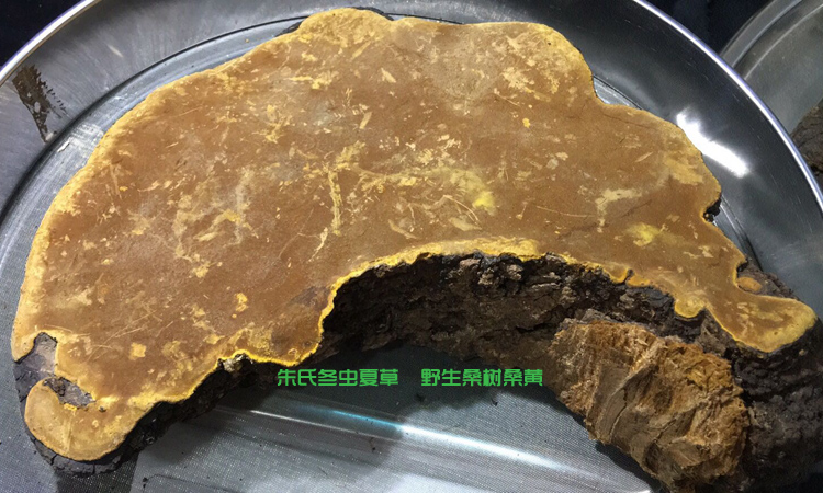 正宗桑樹桑黃圖片