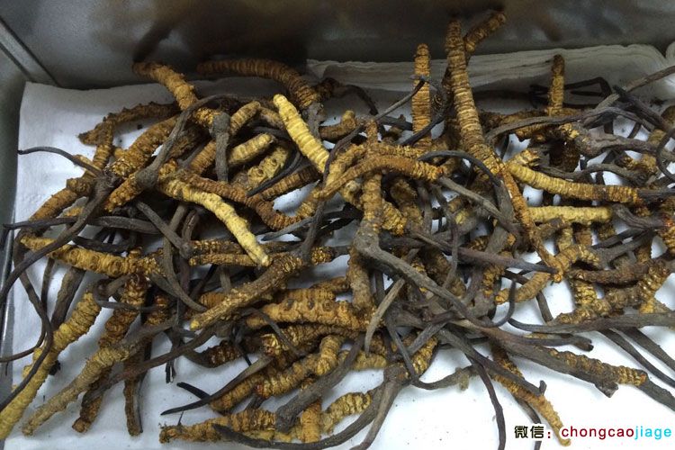 亞東縣冬蟲夏草圖片