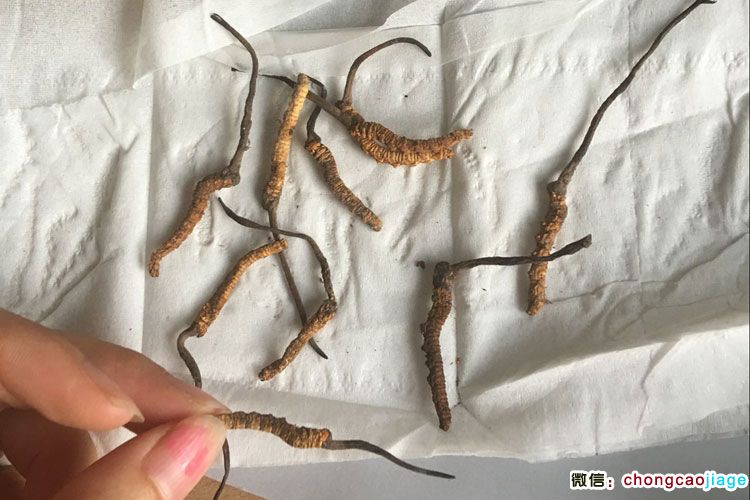 亞東冬蟲夏草圖片