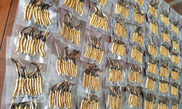 新鮮冬蟲夏草真空?qǐng)D片