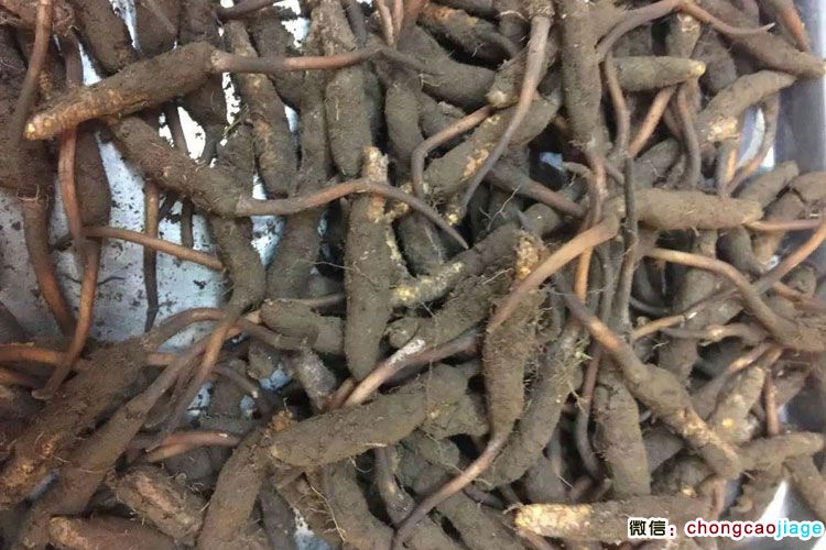 帶泥土的新鮮冬蟲夏草圖片
