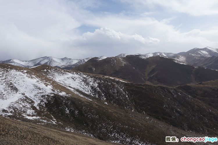 冬蟲夏草生長在雪線附近