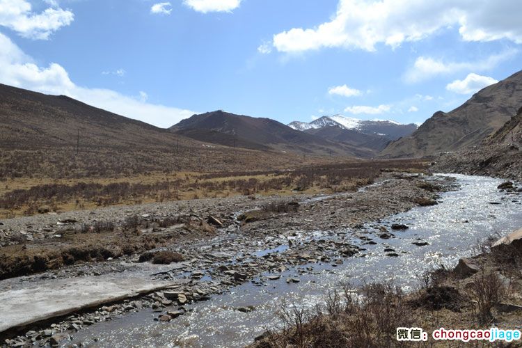 冬蟲夏草生長環(huán)境全景圖圖片