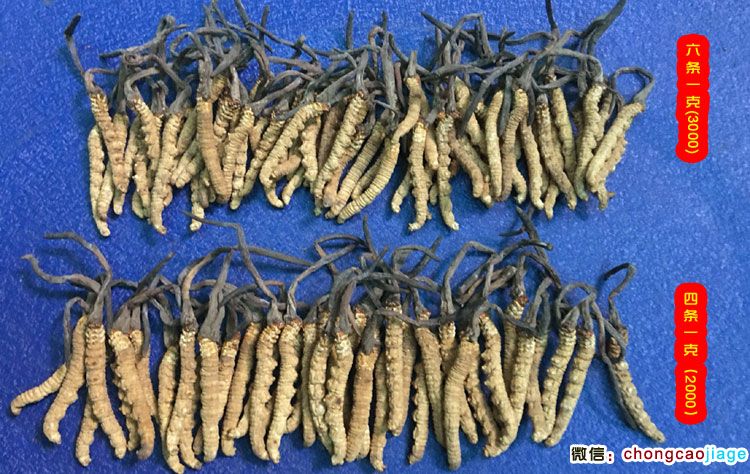 3000條和2000條的冬蟲夏草大小區別圖片