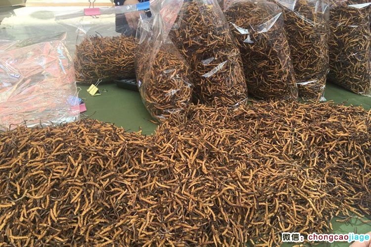 價值近5000萬的冬蟲夏草圖片