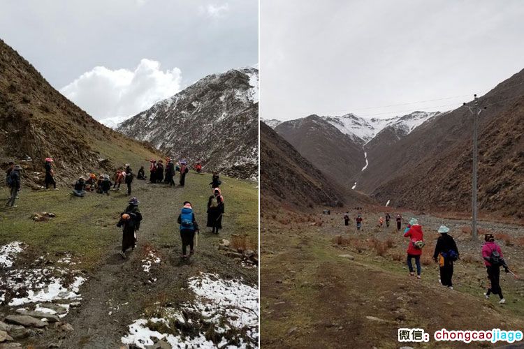 藏民結隊上山挖蟲草