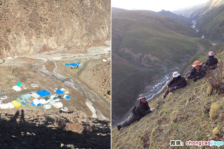 在山腰拍攝的挖蟲草照片