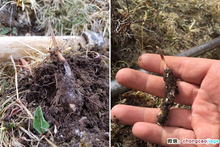 新鮮采挖的蟲草照片