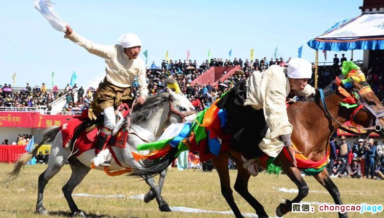 那曲賽馬節撿哈達比賽