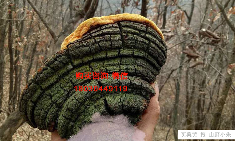 新鮮野生桑樹桑黃圖片