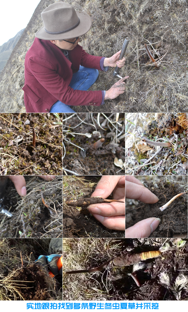 尋找及采挖冬蟲夏草