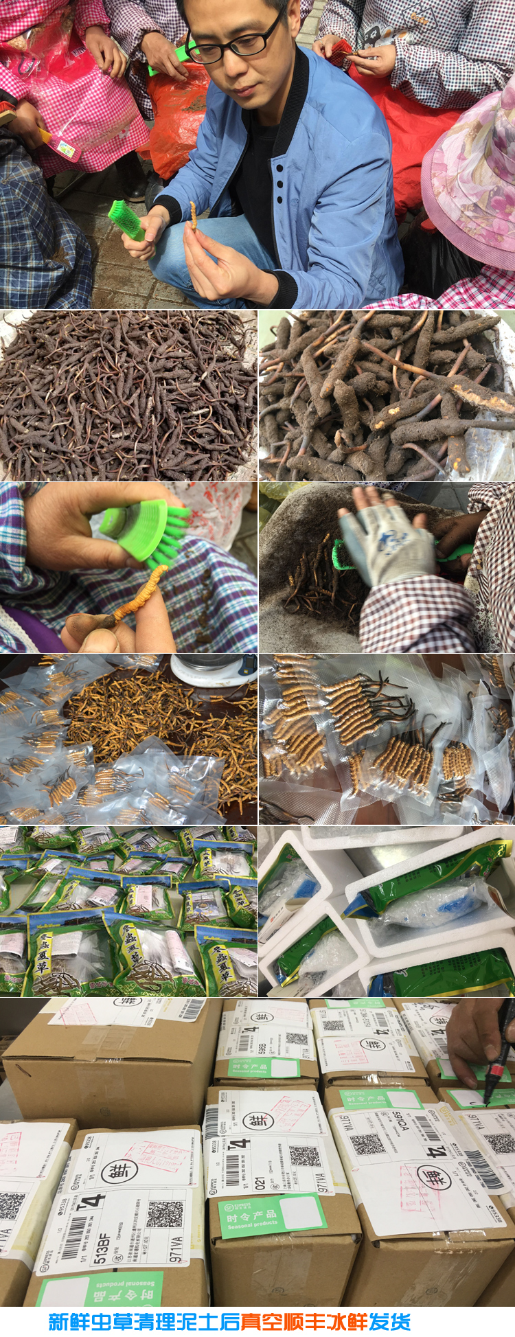 新鮮冬蟲夏草清理打包過程