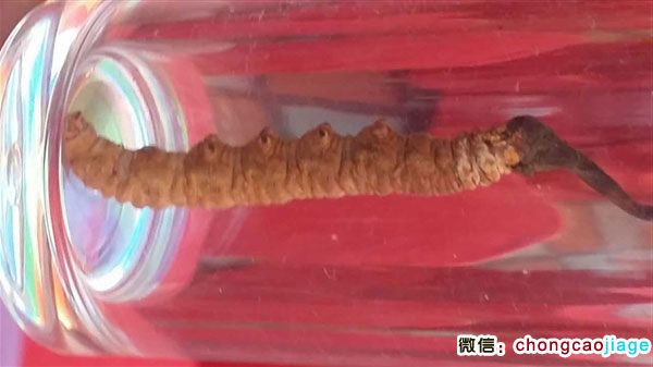 最大的冬蟲夏草圖片