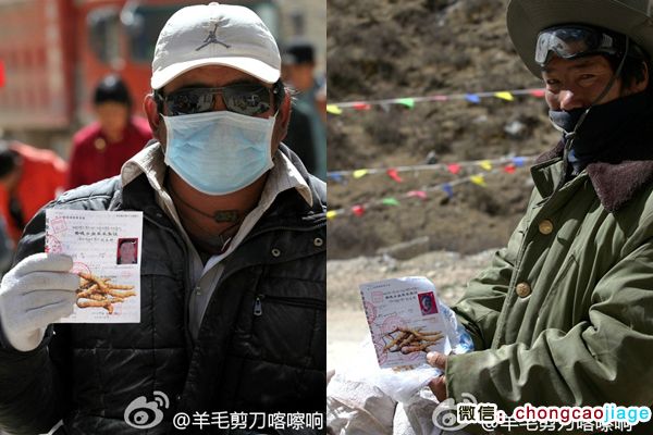 冬蟲夏草采挖證