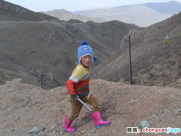 采挖冬蟲夏草的小女孩圖片