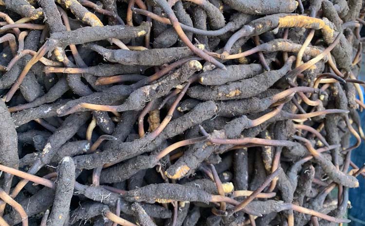 新鮮冬蟲夏草圖片