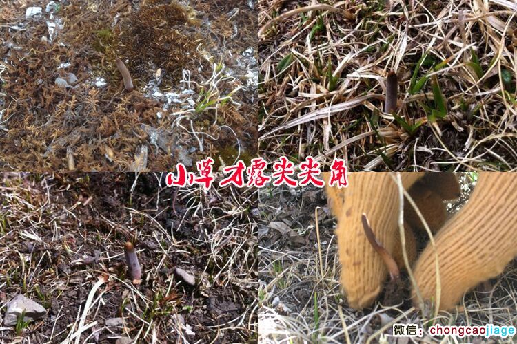 新鮮冬蟲夏草露出草頭的圖片