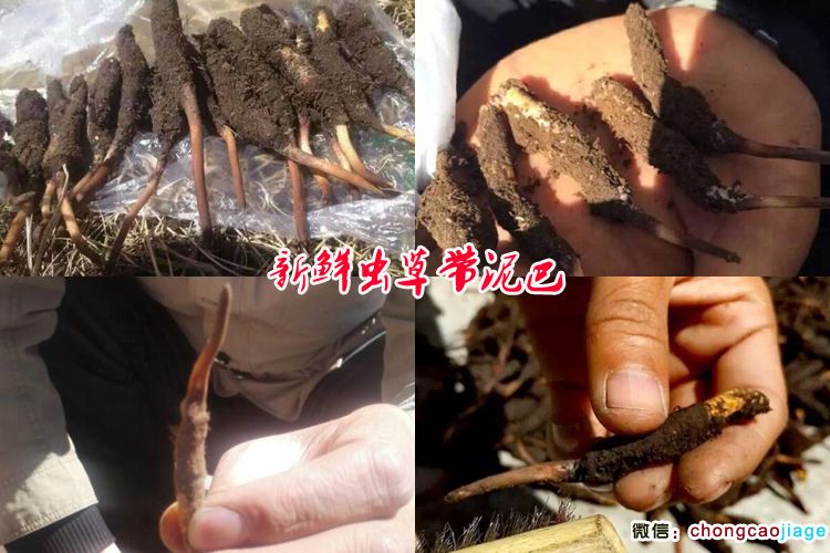 新鮮冬蟲夏草剛采挖出來的圖片