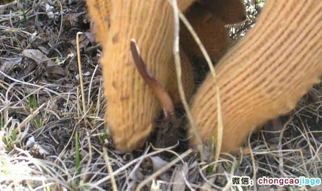 冬蟲夏草葉子圖片