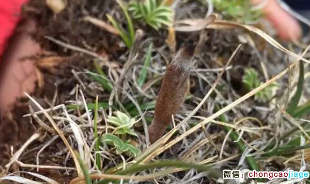 冬蟲夏草夏天的樣子