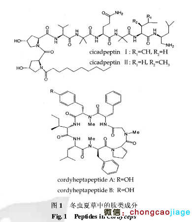 冬蟲夏草中的肽類成分