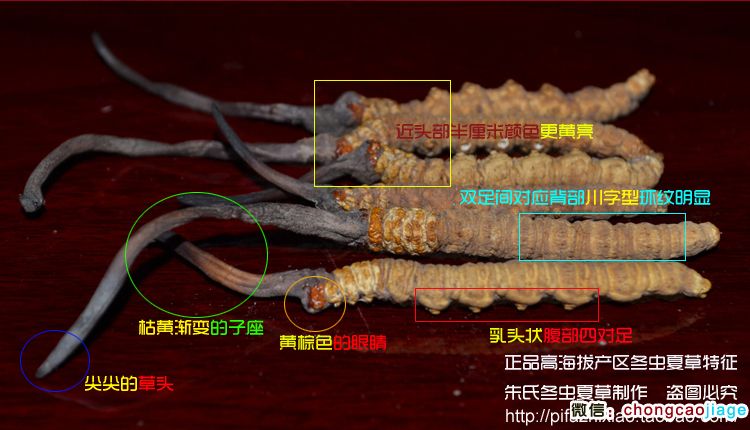 冬蟲夏草特征圖片