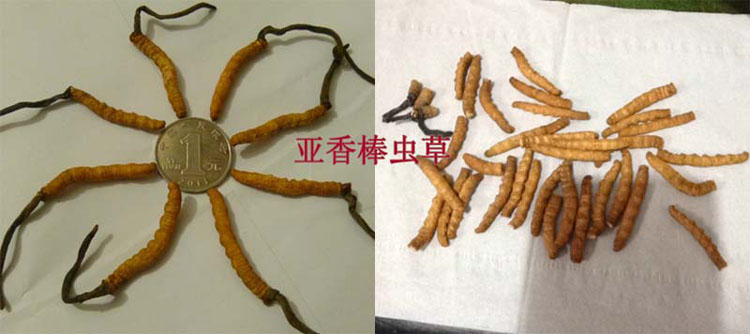 亞香棒蟲草圖片