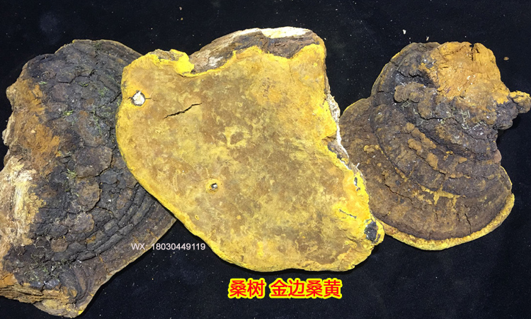 野生金邊桑樹(shù)桑黃圖片