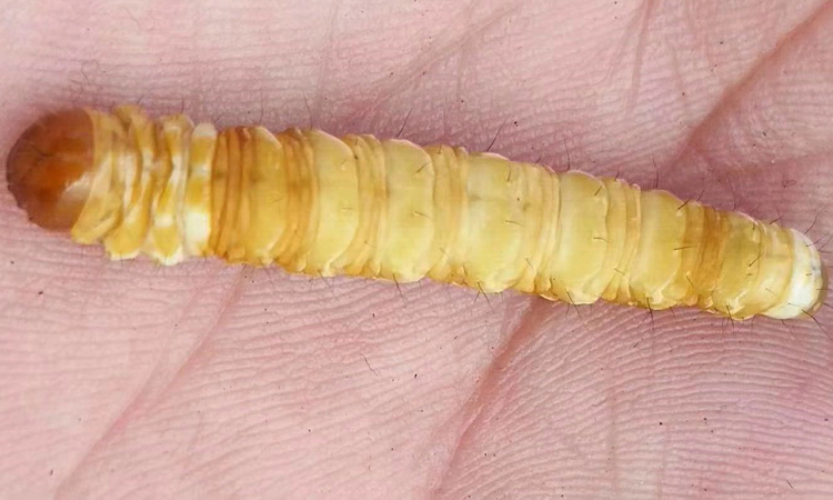 冬蟲夏草蟲子特寫圖片