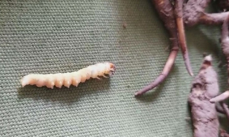 活的冬蟲夏草圖片