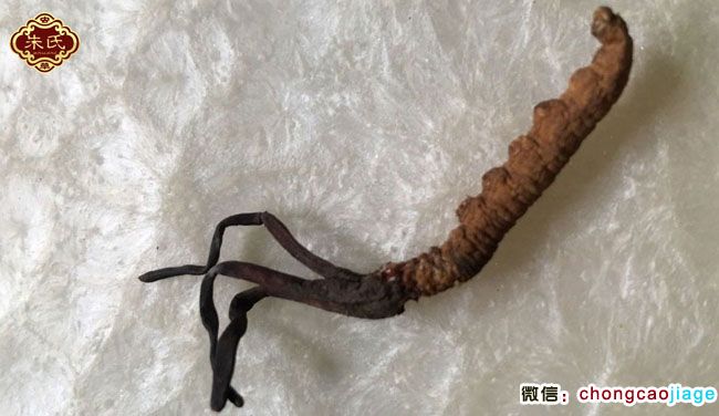 有3根草頭的冬蟲夏草圖片