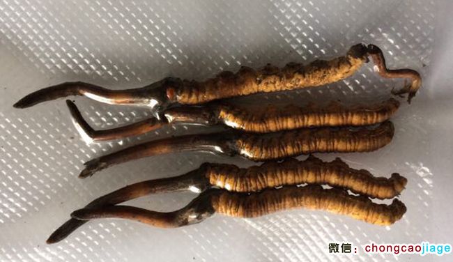 有2個草頭的新鮮冬蟲夏草